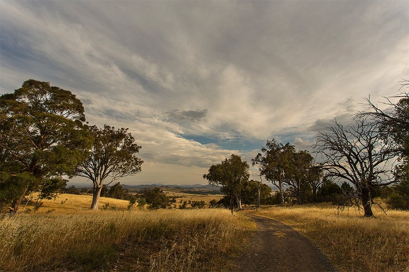 pin evening light.jpg